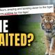 Why Did He Climb Into a Tiger Enclosure? | Trending Ep437
